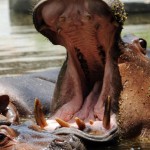 A hippopotamus yawns in a pond at the Zo