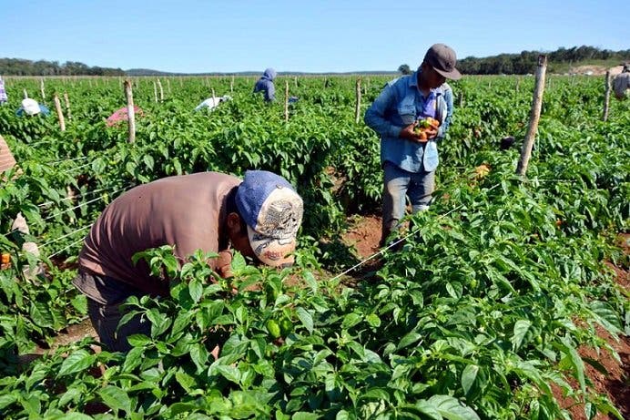 Buscan Transformar Producción Agrícola Eltitulardo 3851