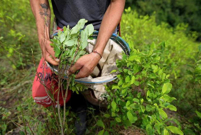 Colombia Y Bolivia Pedirán Eliminar La Hoja De Coca De La Lista De Sustancias Prohibidas De La 3255